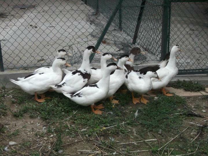 Quinta De Catapeixe Douro River Magrelos エクステリア 写真